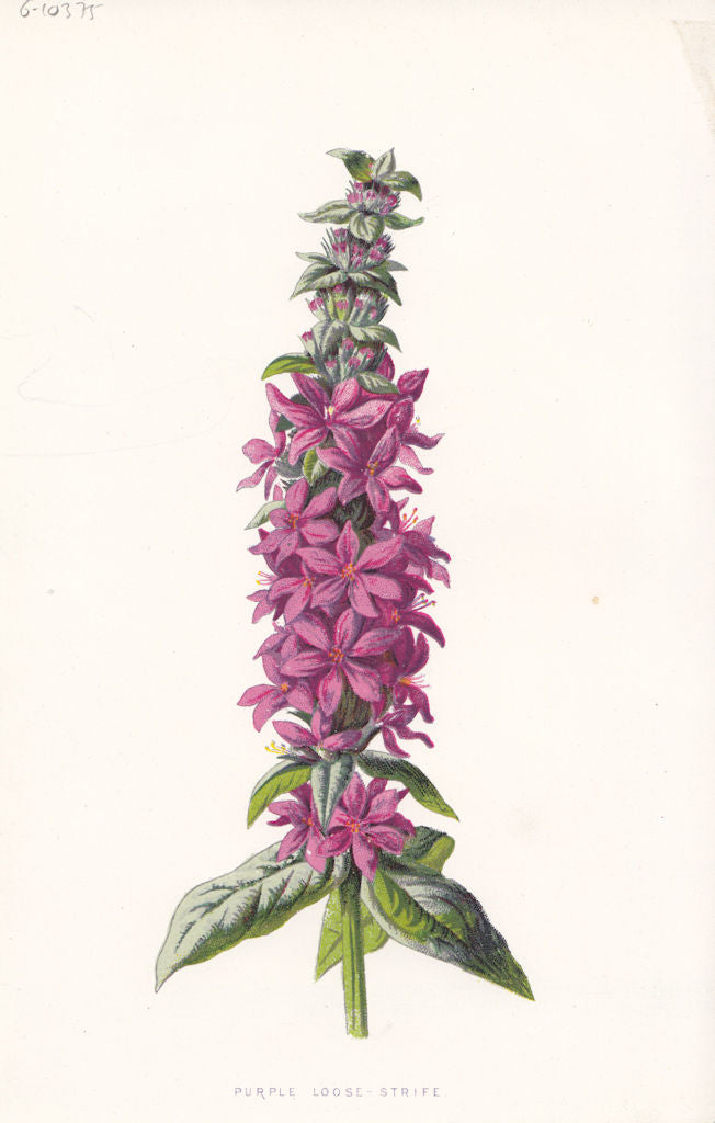 FLOWERS. Purple Loose-Strife c1895 old antique vintage print picture